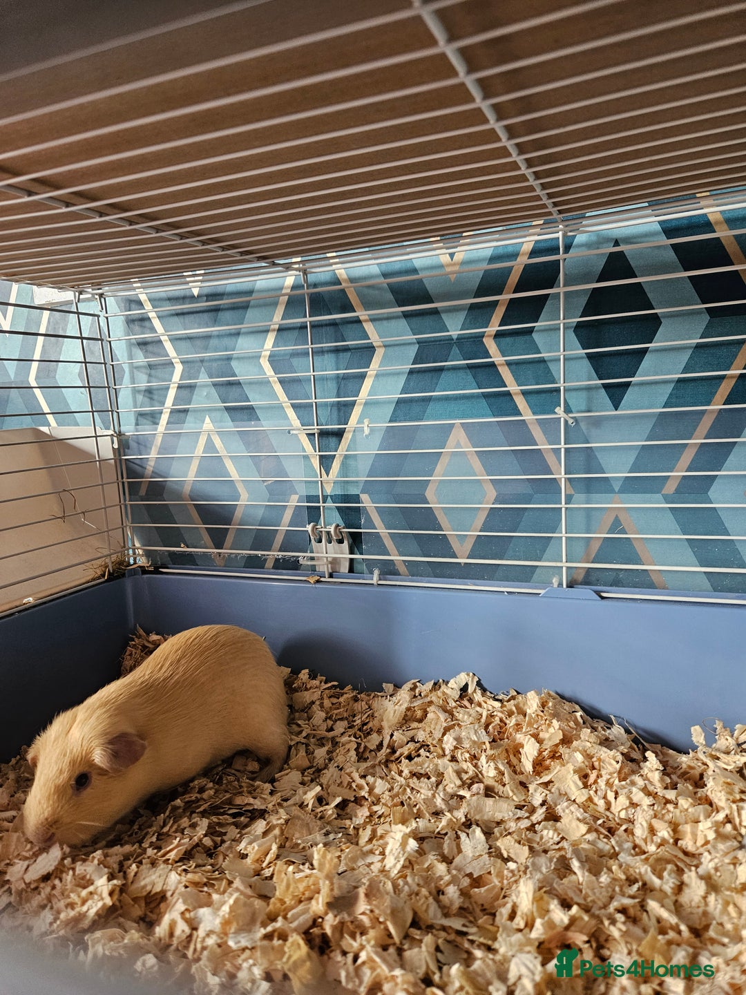 Guinea Pig rodents for sale: 4 friendly male boars looking for a new home - Image 4