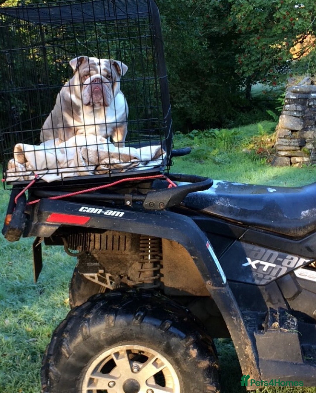 English Bulldog dogs for stud: STUD LOUIS V - BULLDOG  - Image 8