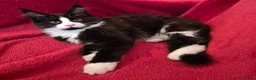 Maine Coon cats for sale: XL maine coon kittens GCCF  - Advert 1