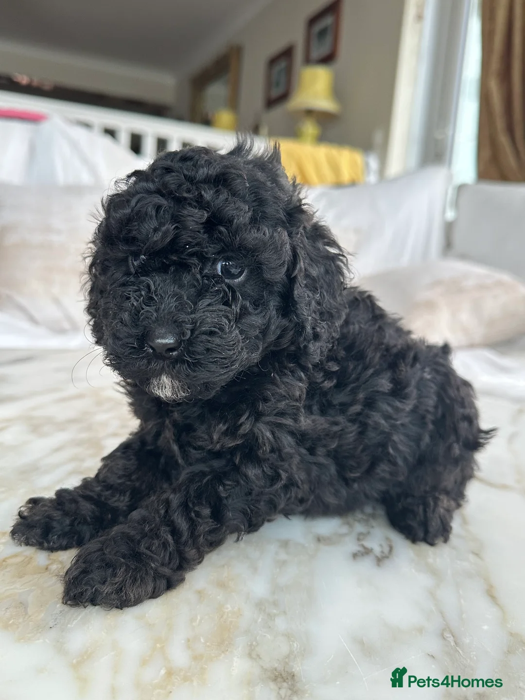 Miniature Poodle dogs for sale: Pedigree club registered 3 Miniature poodles!  - Advert 14