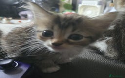 Mixed Breed cats for sale: Norwegian forest x kittens  - Image 7