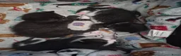Mixed Breed cats for sale: 3 kittens looking for their new family - Advert 6