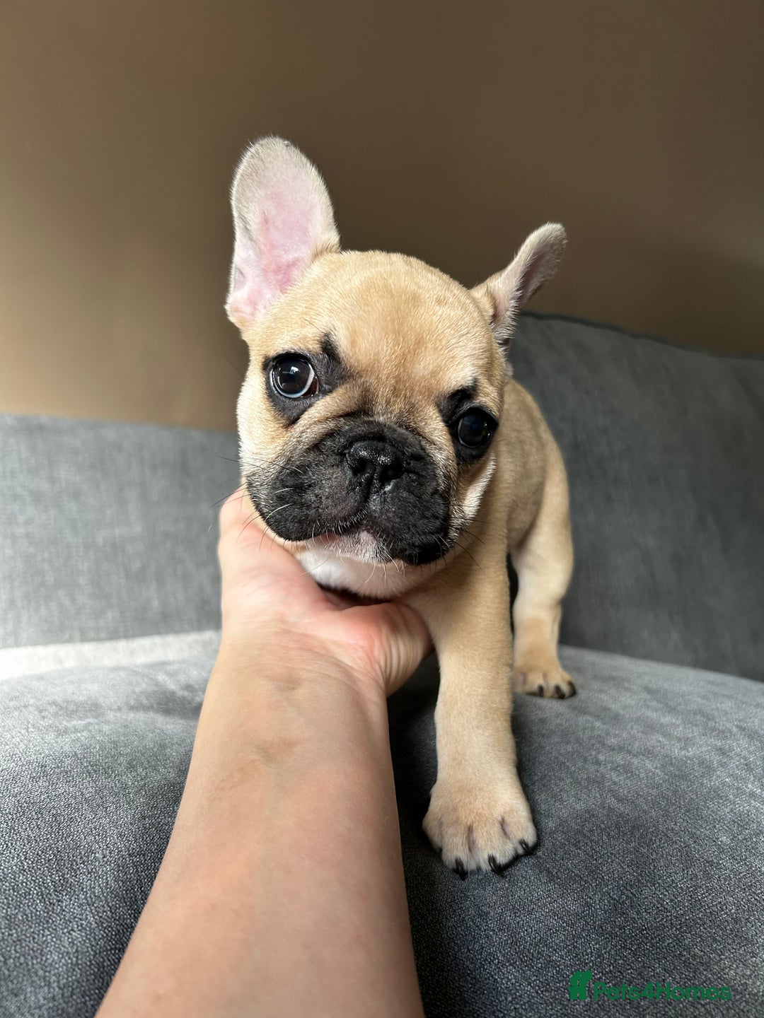 French Bulldog dogs for sale: KC, standard colours French Bulldog puppies🐾 - Image 19