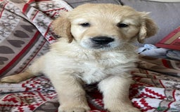 Golden Retriever dogs for sale: Beautiful Chunky golden retriever  - Advert 1