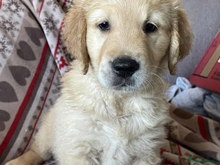 Golden Retriever dogs for sale: Beautiful Chunky golden retriever - Advert 1