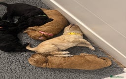 Labradoodle dogs for sale: F1b Miniature Labradoodles  - Image 15
