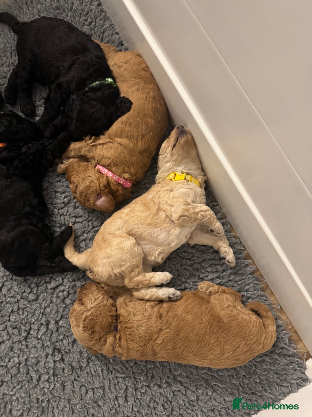 Labradoodle dogs for sale: F1b Miniature Labradoodles  - Image 15