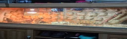 Bearded Dragon reptiles for sale: Full bearded dragon set with 2 dragons  in Bridgend - Advert 1