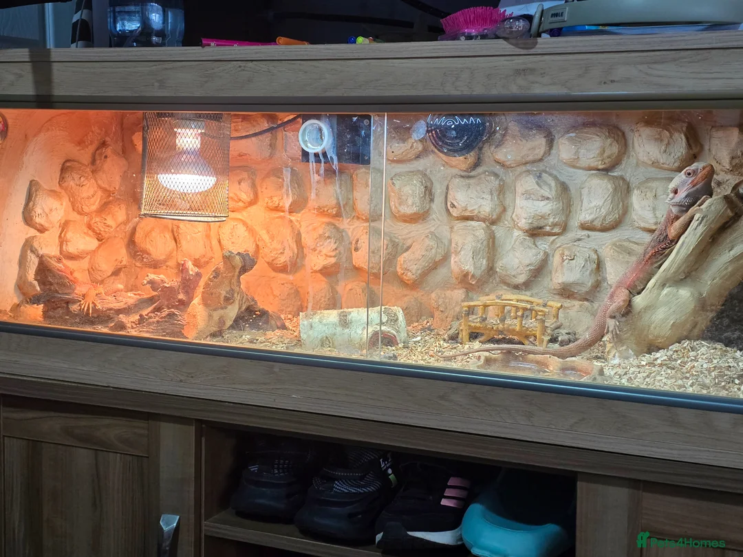 Bearded Dragon reptiles for sale: Full bearded dragon set with 2 dragons  in Bridgend - Advert 1
