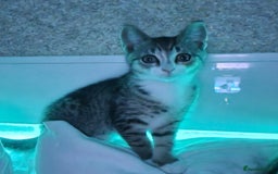 American Shorthair cats for sale: Gorgeous girls looking for new home🏡 - Image 1