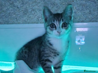 American Shorthair cats - Advert 22