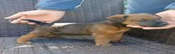 Lakeland Terrier dogs for sale: Lakeland terrier pup  in Gateshead - Advert 1