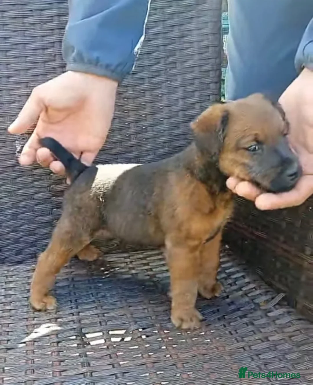 Lakeland Terrier dogs for sale: Lakeland terrier pup  in Gateshead - Advert 1