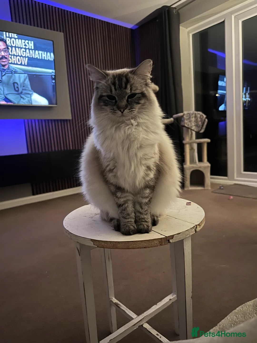 Ragdoll cats for sale: Ragdoll kittens for sale - Advert 2