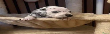 Dalmatian 8