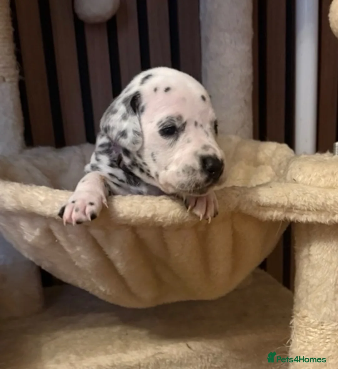 Dalmatian dogs for sale: JUST 3 BOYS LEFT READY THIS WEEK  - Advert 36