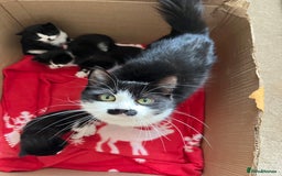 Mixed Breed cats for sale: 4 Beautiful fluffy Black & White kittens  - Image 14