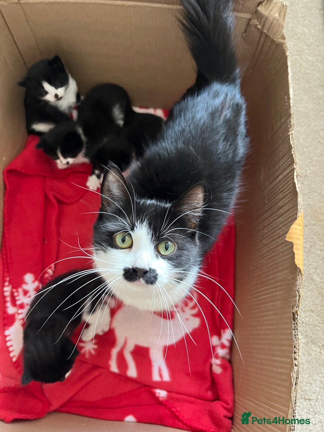Mixed Breed cats for sale: 4 Beautiful fluffy Black & White kittens  - Image 14