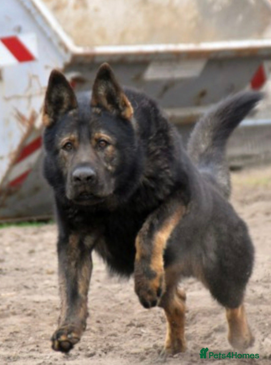 German Shepherd dogs TOP QUALITY Kennel Club Registred GSD PUPS  - Advert 1