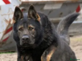 German Shepherd dogs TOP QUALITY Kennel Club Registred GSD PUPS - Advert 1