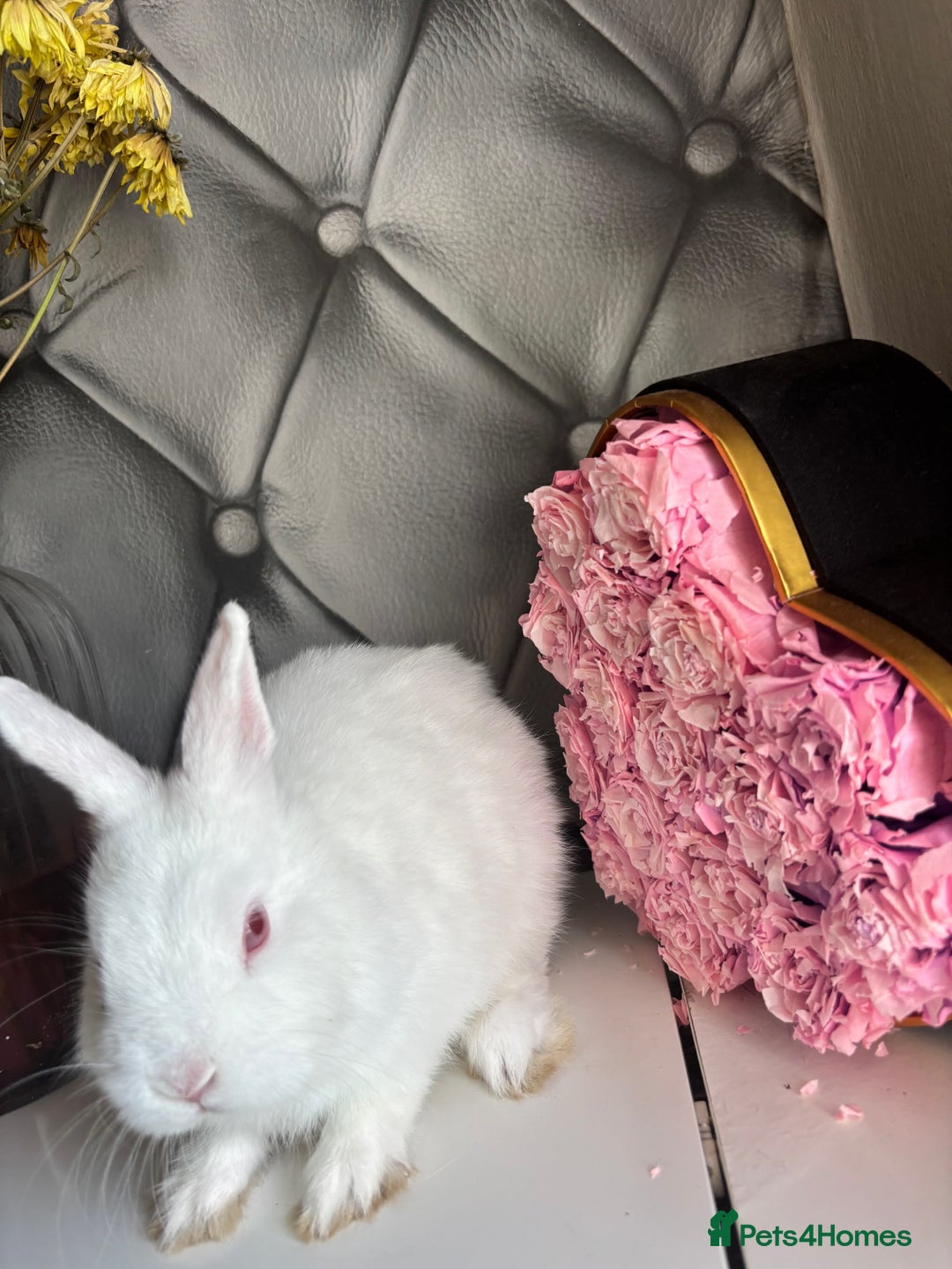 Netherland Dwarf rabbits for sale: Pure bred netherland dwarf babies  - Image 17
