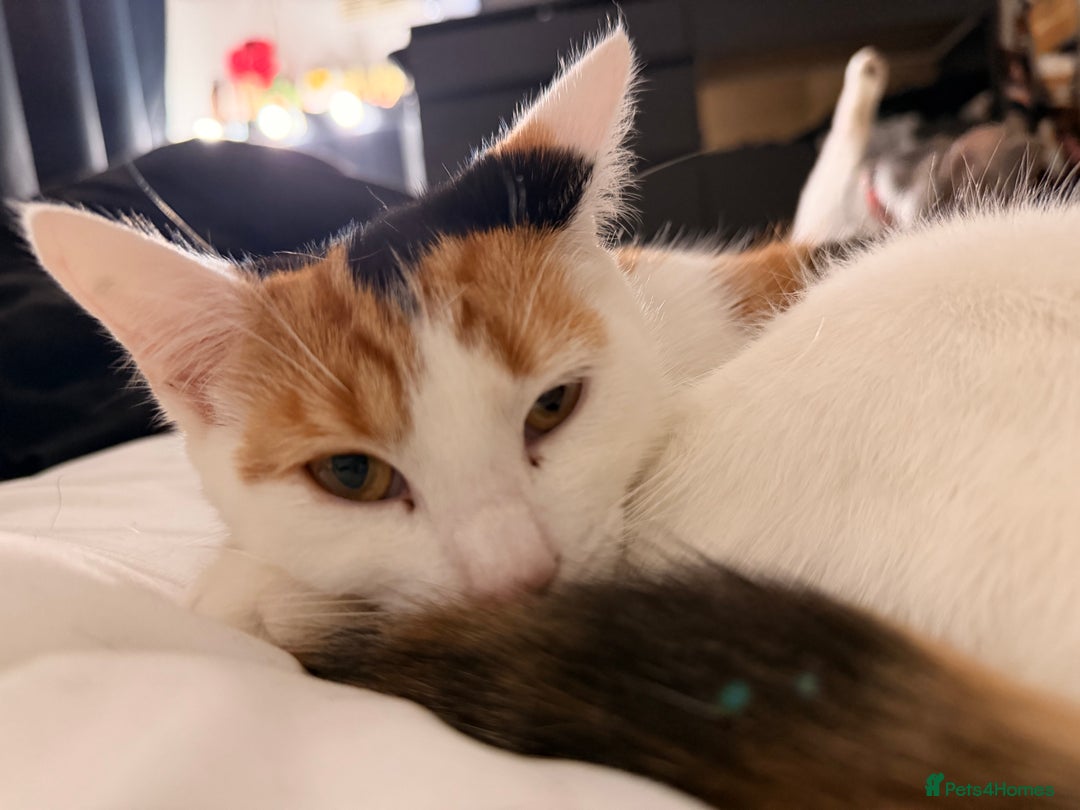 Mixed Breed cats for sale: Calio cat - Advert 1