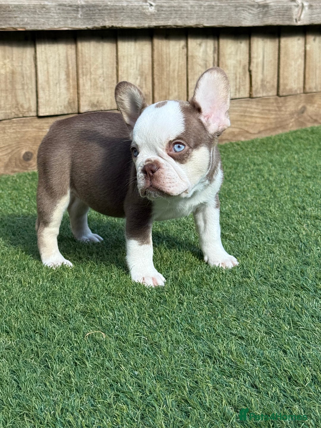 French Bulldog dogs for sale: Hikema X Cheeko (French bulldogs) - Image 29