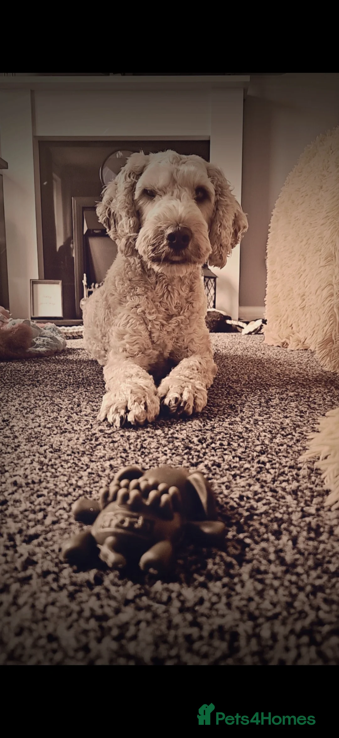 Cockapoo dogs for sale: Male cockapoo in Hull - Advert 2