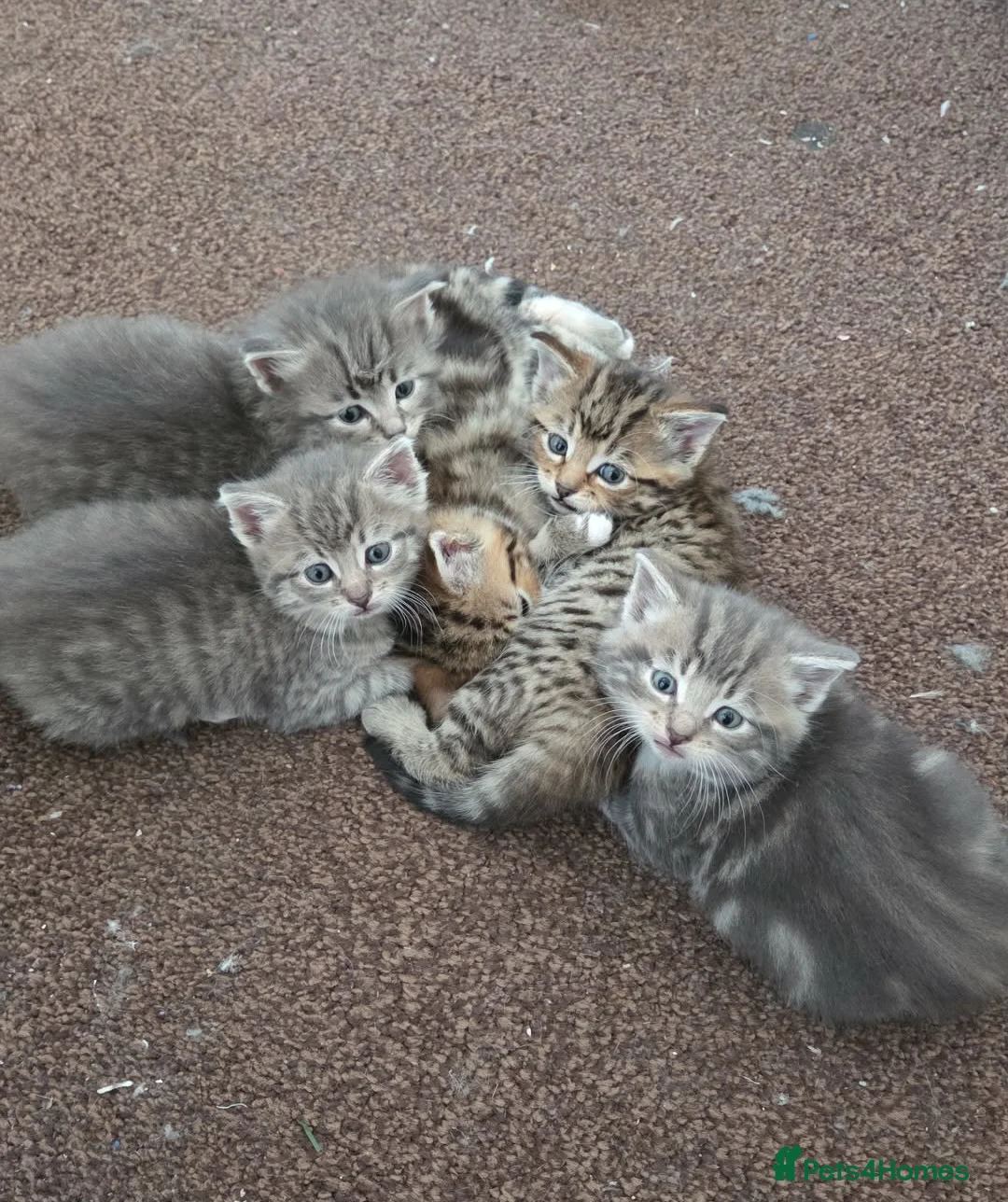 Mixed Breed cats for sale: Maine coon cross kittens  - Advert 3