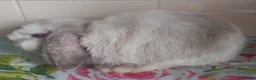 Mini Lop rabbits for sale: Pedigree Mini Lops in Tamworth - Advert 3