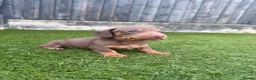Miniature Dachshund dogs for sale: LAST MINIATURE DACHSHUND BOY - Advert 7