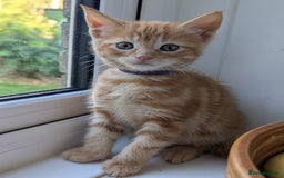 Mixed Breed cats for sale: We're just waiting for the perfect new home - Image 11