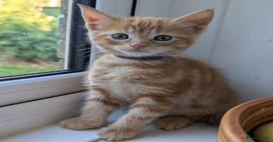 Mixed Breed cats - Advert 6