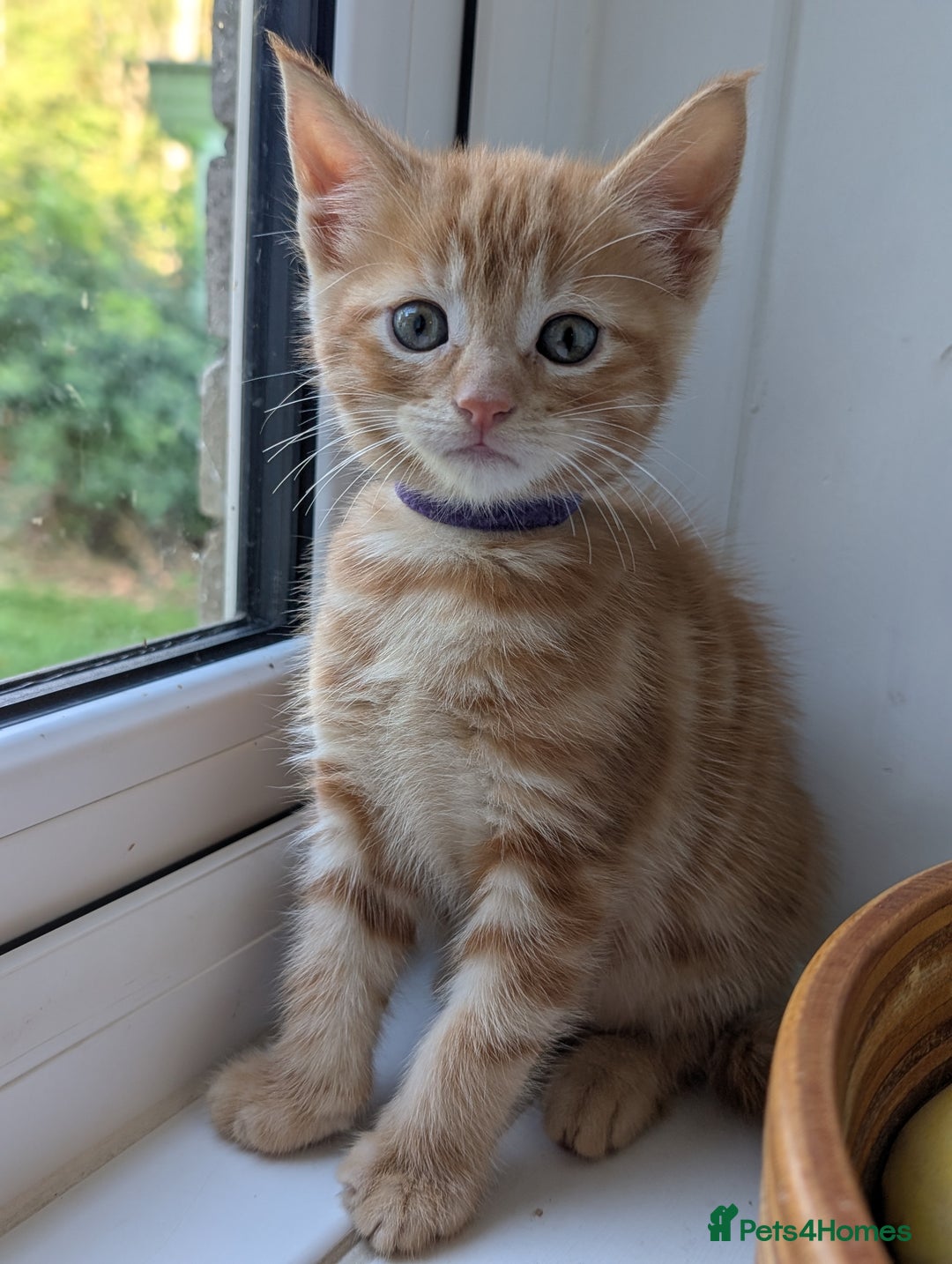 Mixed Breed cats for sale: We're just waiting for the perfect new home - Image 11