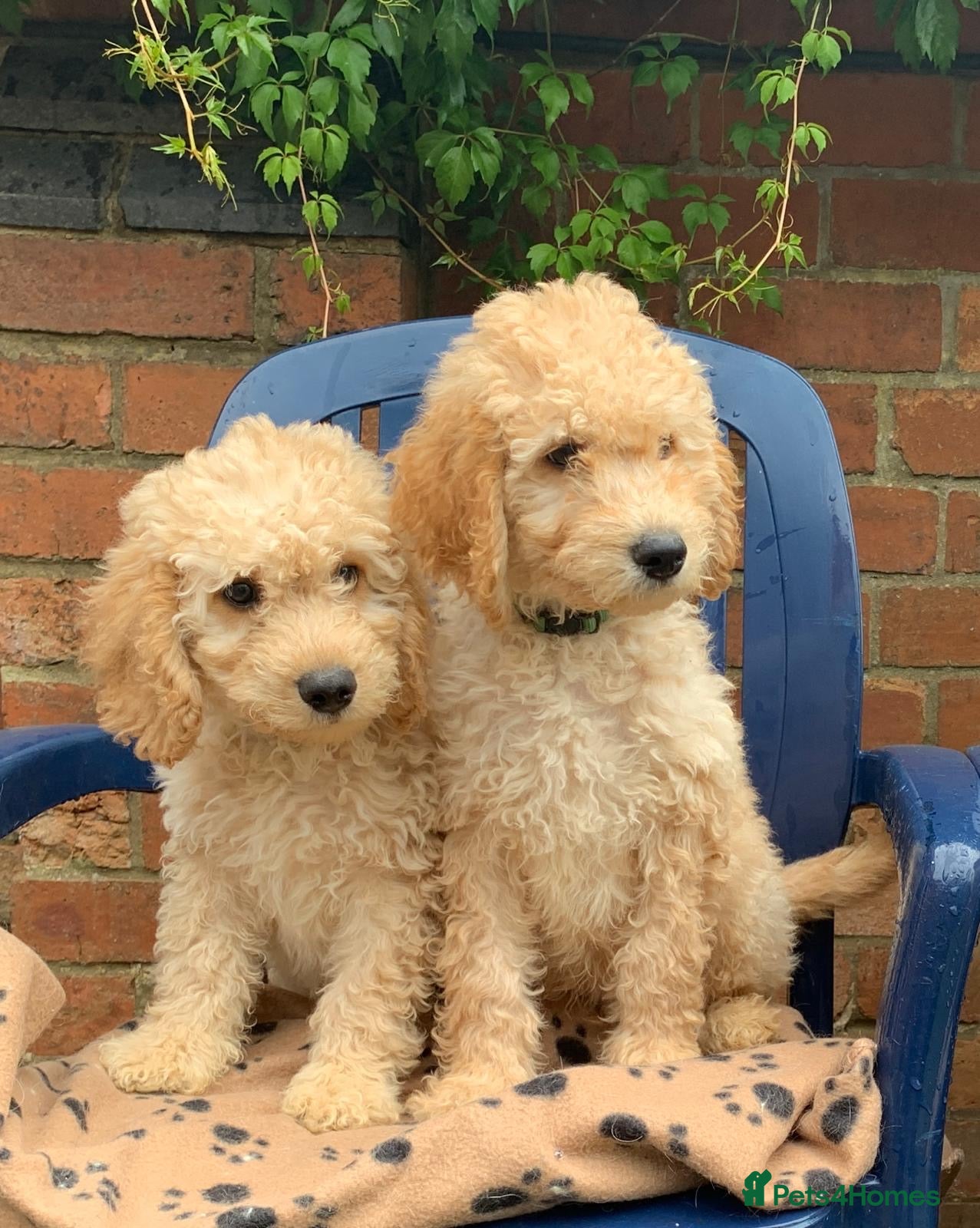 Labradoodle dogs READY NOW! Apricot & Cream Labradoodle Puppies  - Advert 1