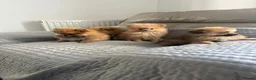 Pomeranian dogs for sale: Pomeranion - Advert 4