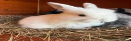 Mini Lop rabbits for sale: Stunning Vienna marked mini lops  - Advert 11