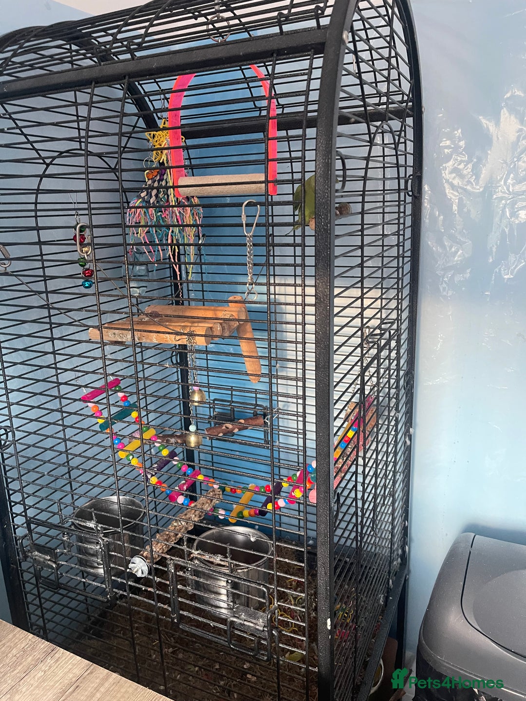 Ringnecks birds for sale: African ringneck with cage - Image 3