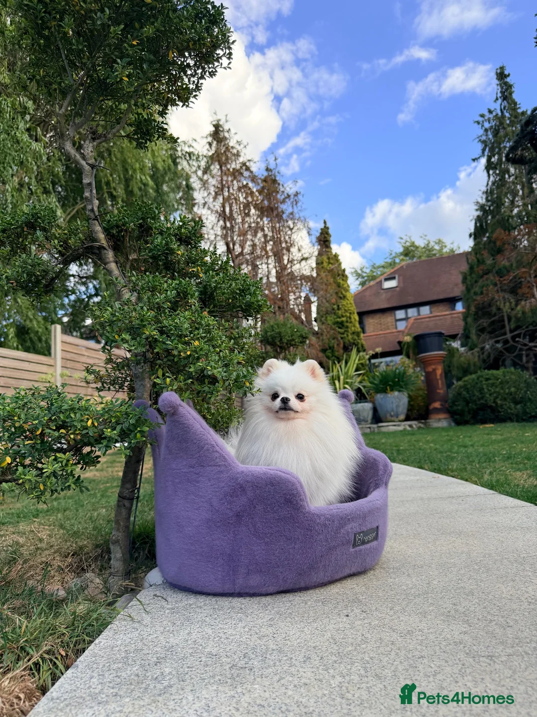 Pomeranian dogs for sale: SUPER TINY WHITE POMERANIAN BOY - Advert 40