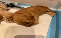 Cockapoo dogs for sale: Cockapoo puppies for sale  - Image 10