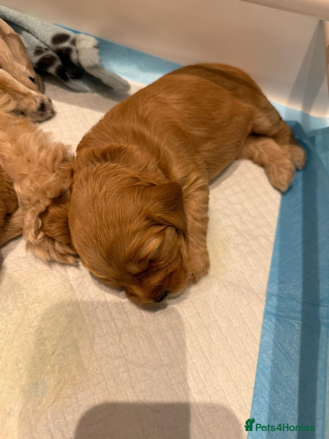 Cockapoo dogs for sale: Cockapoo puppies for sale  - Image 10