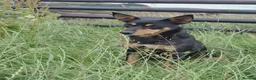 Australian Kelpie dogs for sale: Farm bred 5 boys 3 girls kelpie puppies - Advert 9