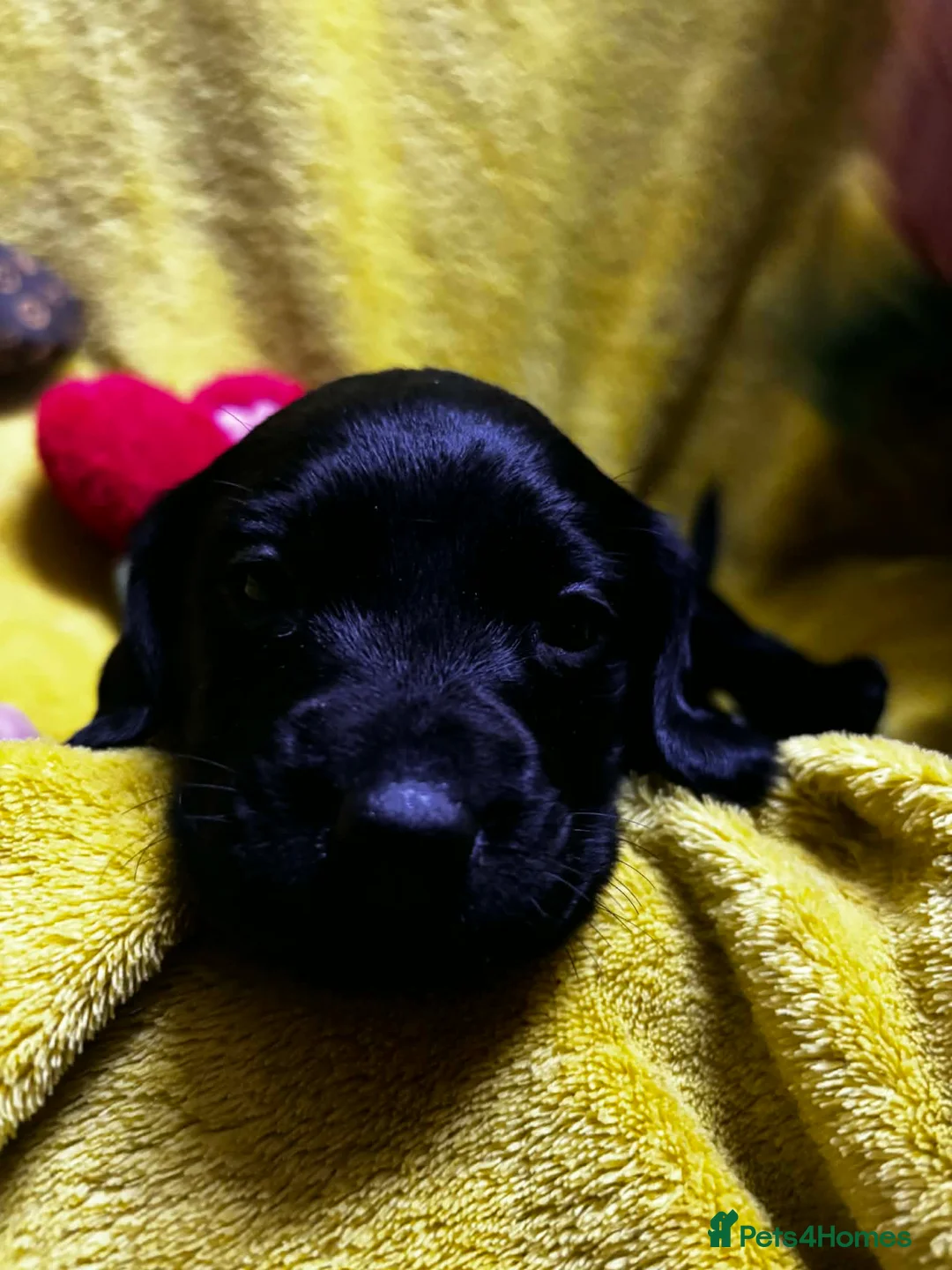 Cockerdor dogs for sale: Cocerdor puppies  in Market Rasen - Advert 5