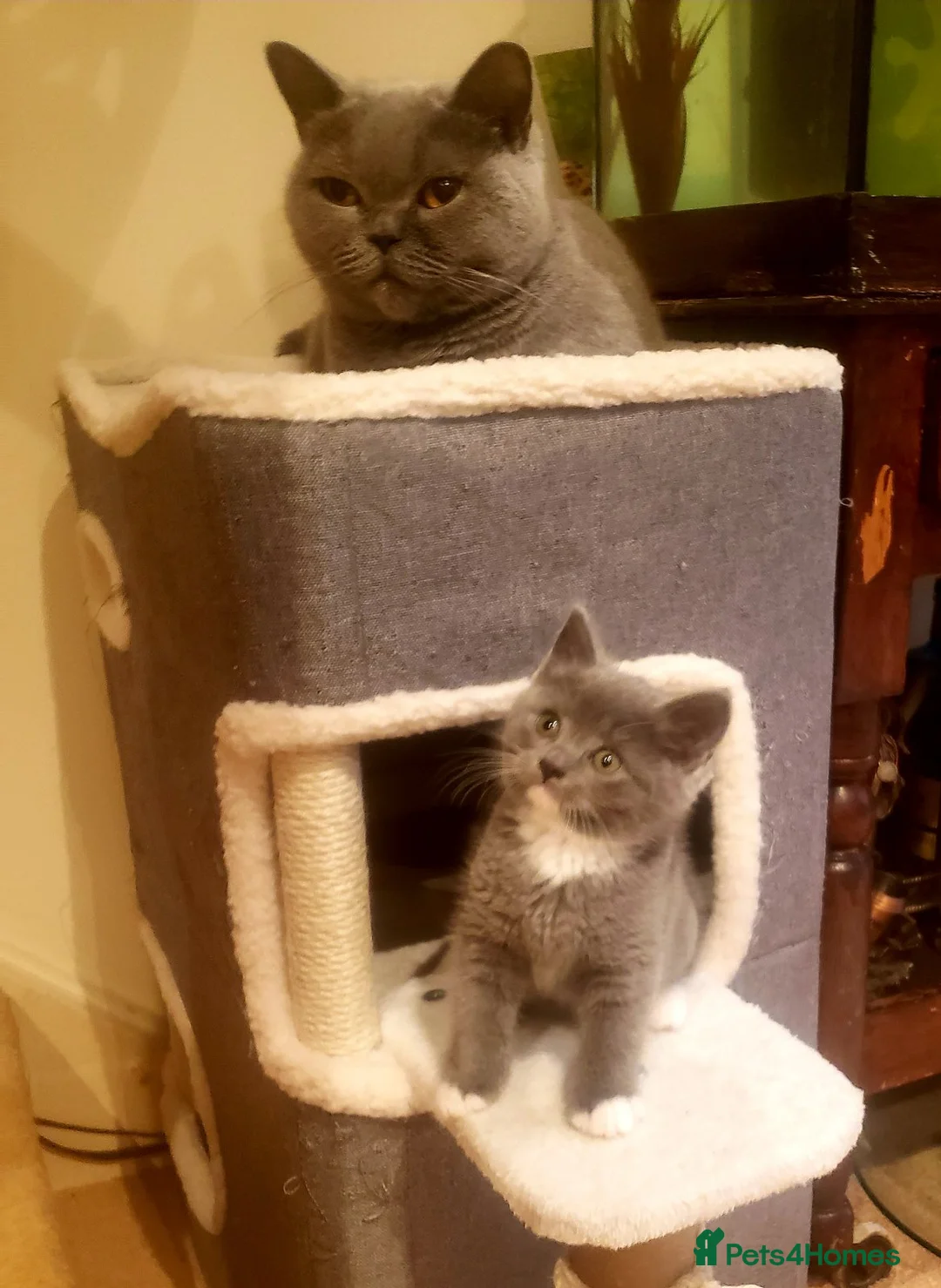 British Shorthair cats for sale: 5 British Shorthair Kittens - Advert 2