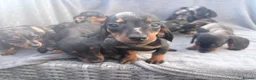 Miniature Dachshund dogs for sale: Beautiful dachshund puppies  - Advert 9