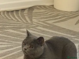 British Shorthair cats British short Hair - Advert 1