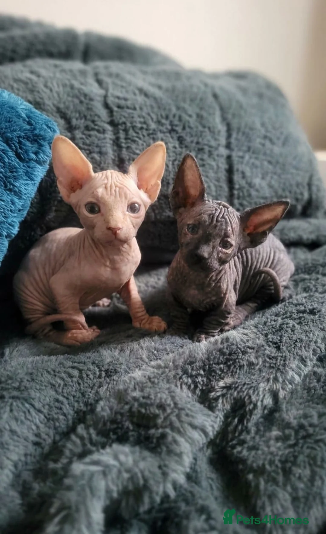 Sphynx cats for sale:  3 Sphynx/bambino kittens - Advert 1