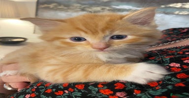 Ragdoll cats - Advert 7