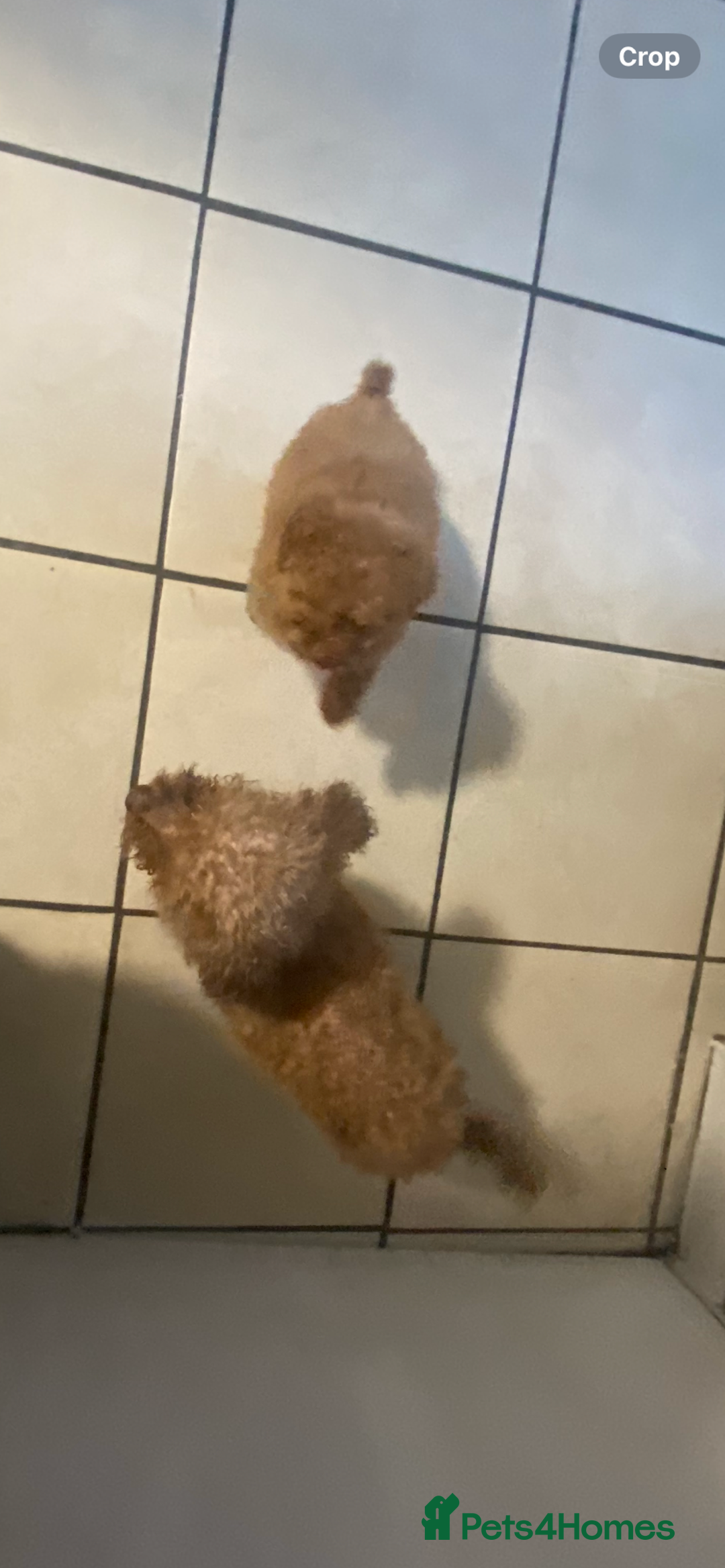 Toy Poodle dogs for sale: Toy poodle puppies  - Advert 21