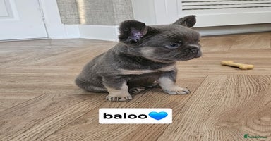 French Bulldog dogs - Advert 10